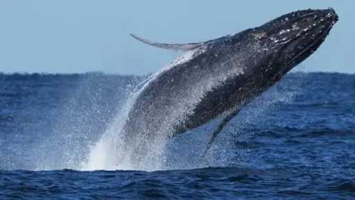 التكنولوجيا