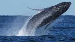 التكنولوجيا